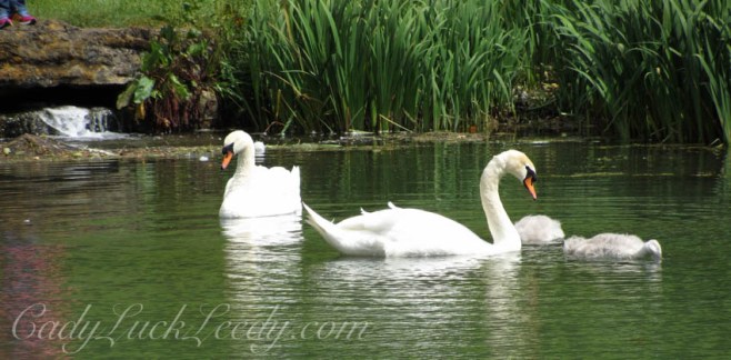 The Pet Swans