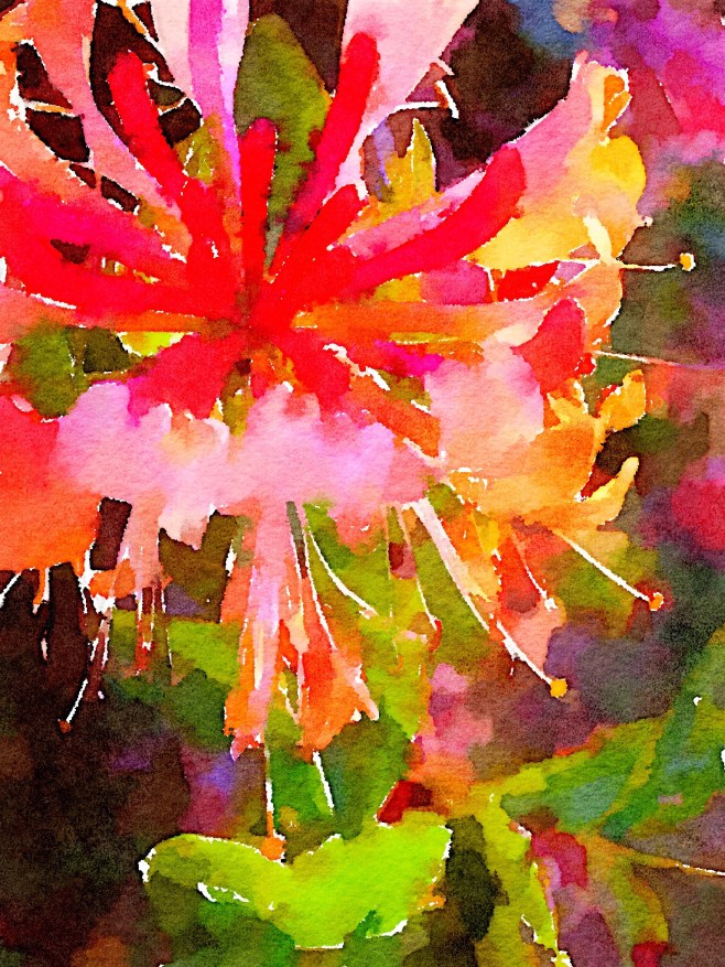 Fuchsia Painted in Waterlogue