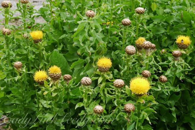 The Flowers of Stourhead