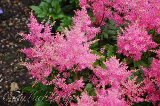 The Flowers of Stourhead