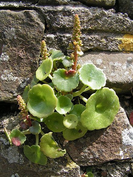 Navelwort in Walled Garden at Greenway