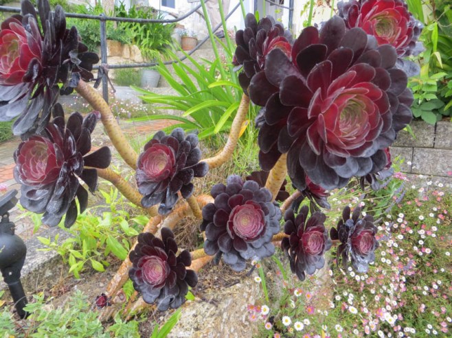 The Victorian Gardens at St Ives