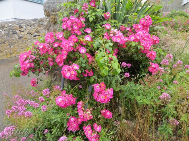 The Rose Blush on the Corner!