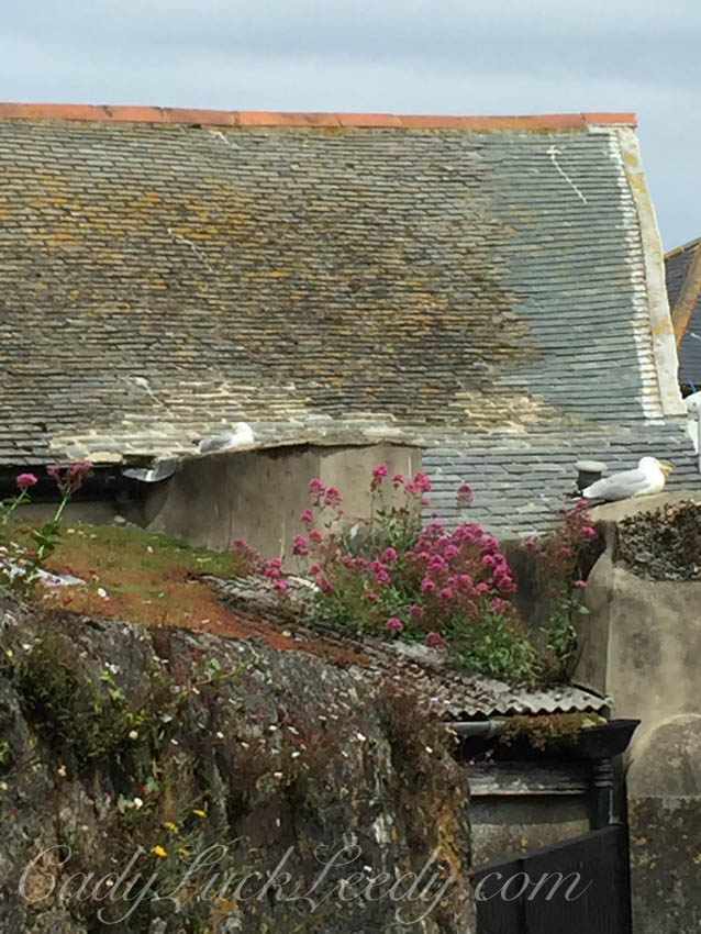 The Seagulls, St Ives, Cornwall
