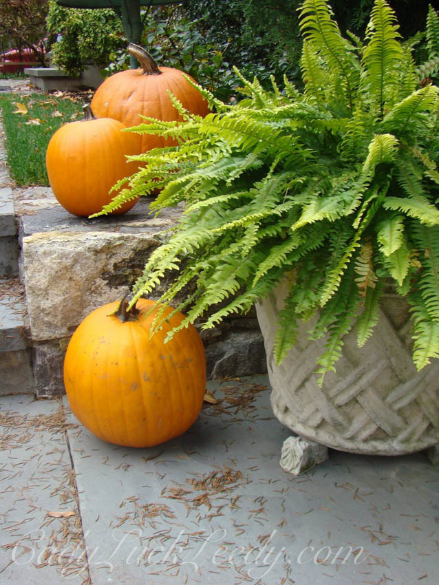 The Pumpkins on the Porch