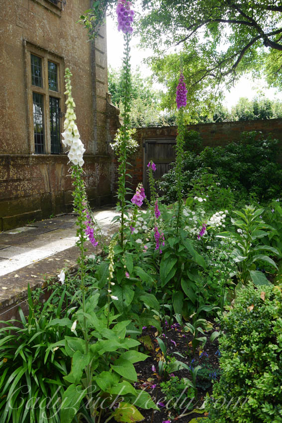 A Few Garden Photos at Tintinhul