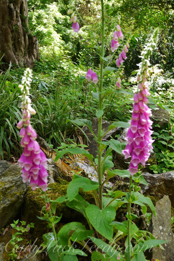 The Flowers at Greenway