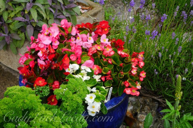 The Victorian Gardens at St Ives