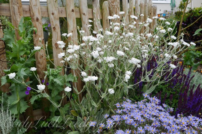 St Ives Secret Gardens