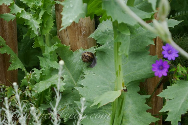 St Ives Secret Gardens
