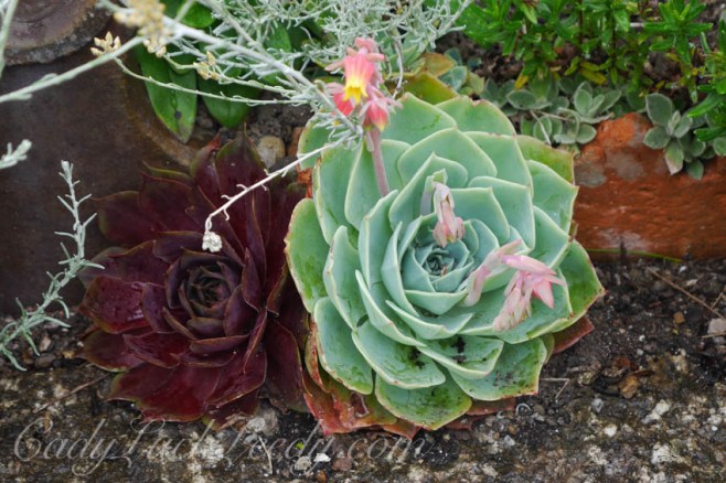 St Ives Secret Gardens