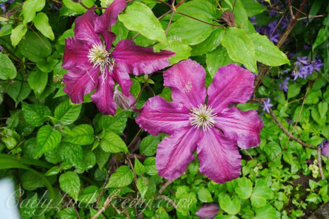 St Ives Secret Gardens