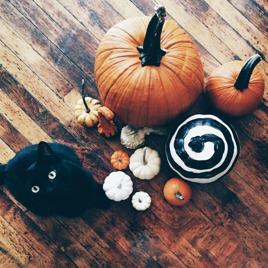 Pumpkins and a Cat