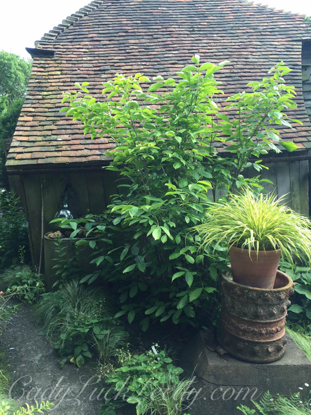 The Potting Shed, Benenden, UK