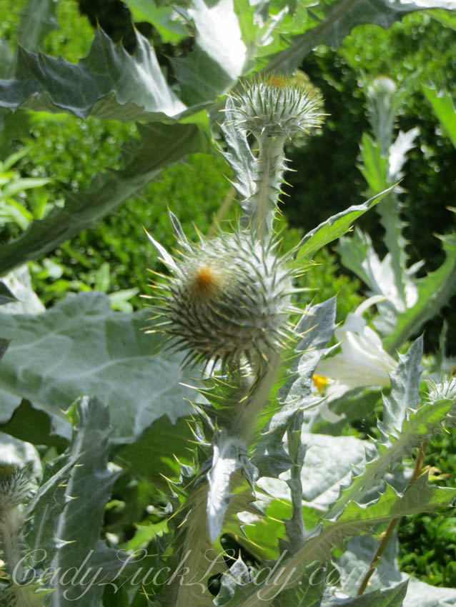 The White Garden at Sissinghurst Garden, UK