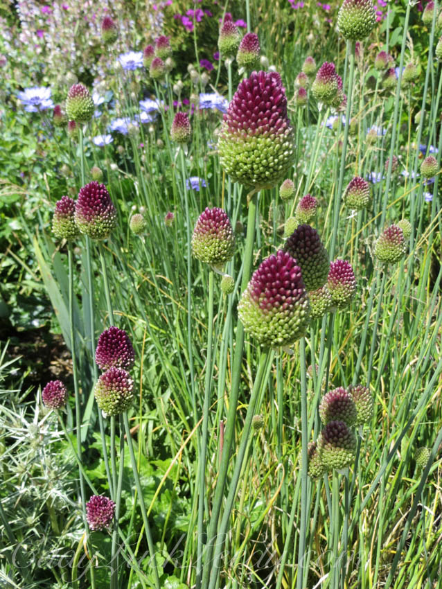 The Purple Garden at Sissinghurst, UK