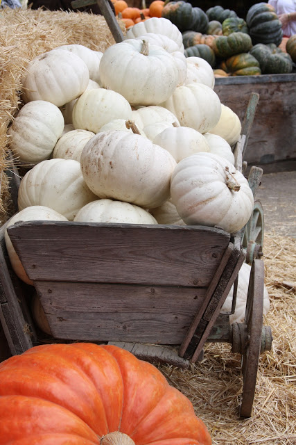 White Pumpkins