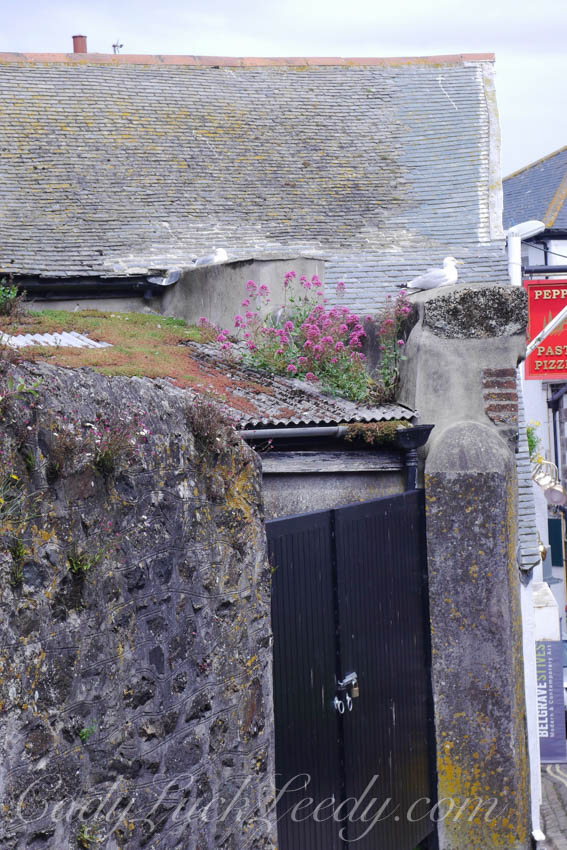 The Seagulls Door, St Ives