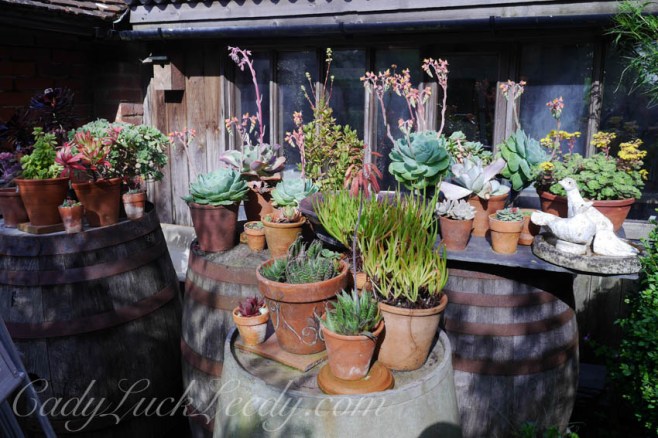 The Cactus and Succulants