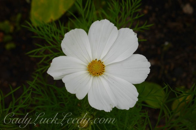 A Walk Through the Garden at the Potting Shed, Benenden, UK