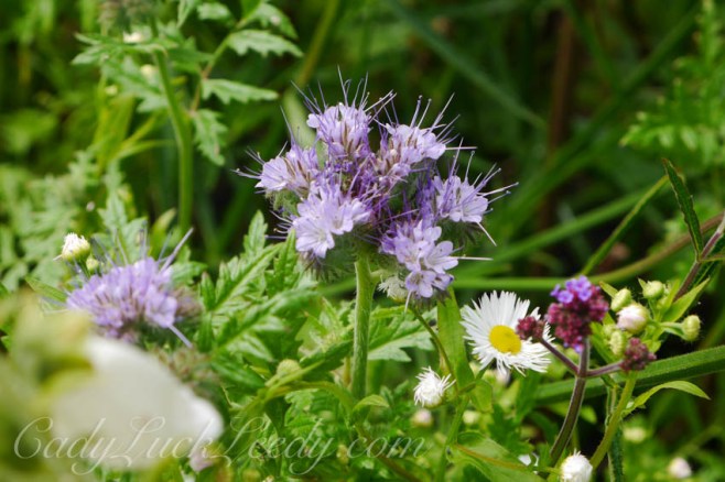 A Walk Through the Garden at the Potting Shed, Benenden, UK
