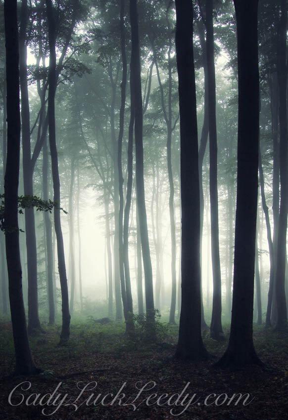 Who Will Walk With Me Tonight?