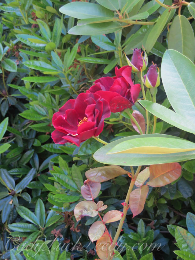 Pashley Garden, Ticehurst, UK