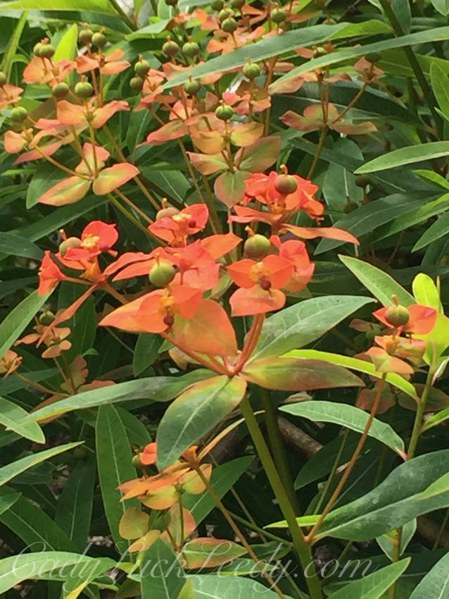 Pashley Manor and Gardens