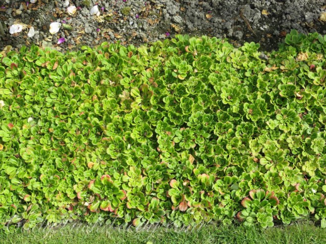 Pashley Garden, Ticehurst, UK