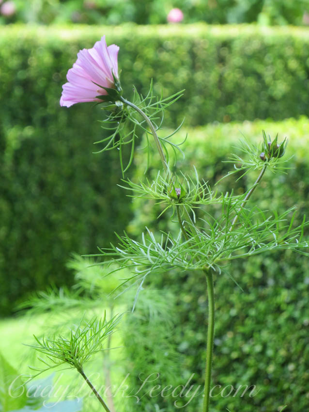 Pashley Gardens, Ticehurst, UK