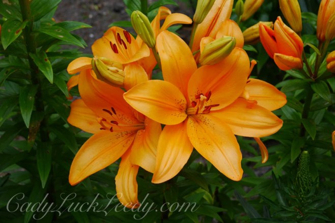 Pashley Garden, Ticehurst, UK