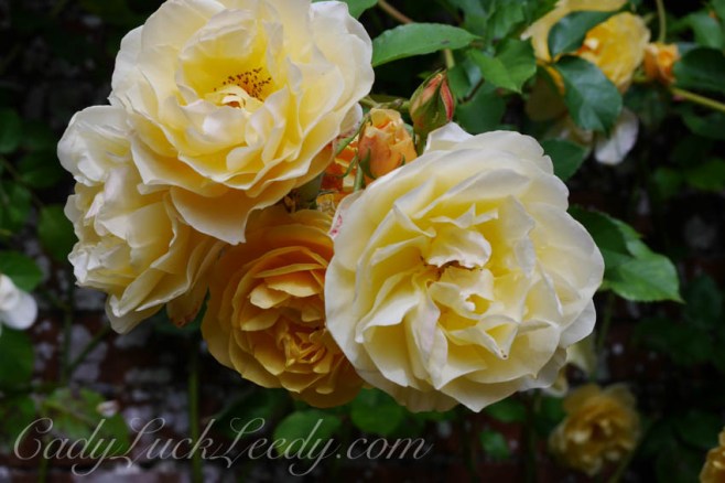 Pashley Garden, Ticehurst, UK