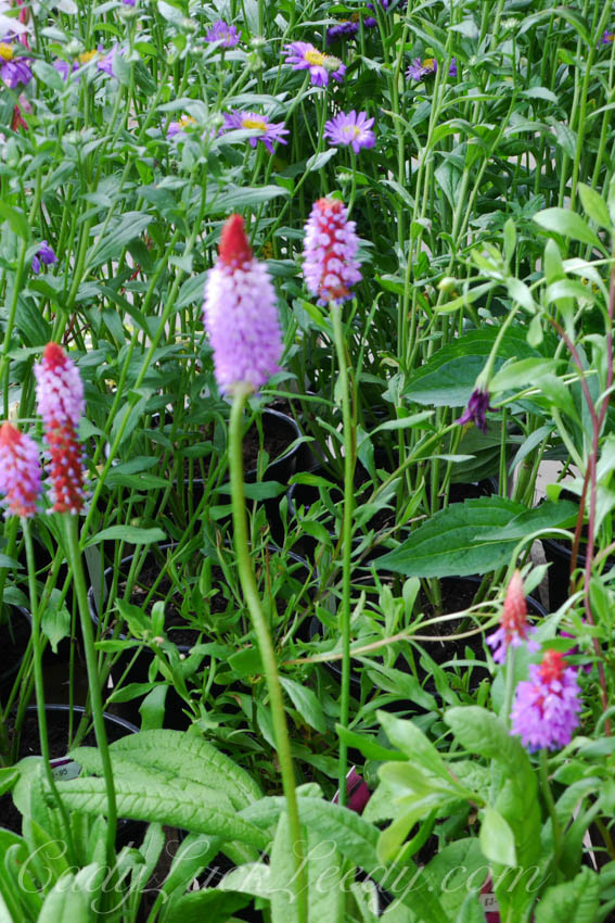 Pashley Manor and Gardens