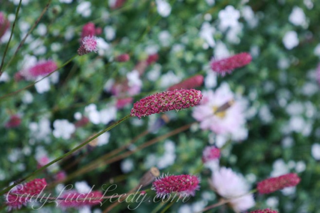 Great Dixter, Sussex, UK