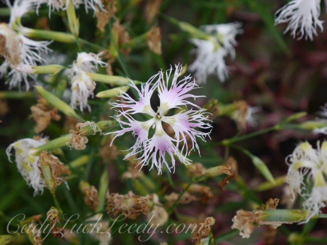 Great Dixter, Sussex, UK