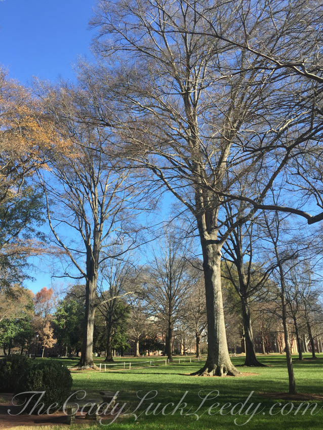 Really Big Oak Trees
