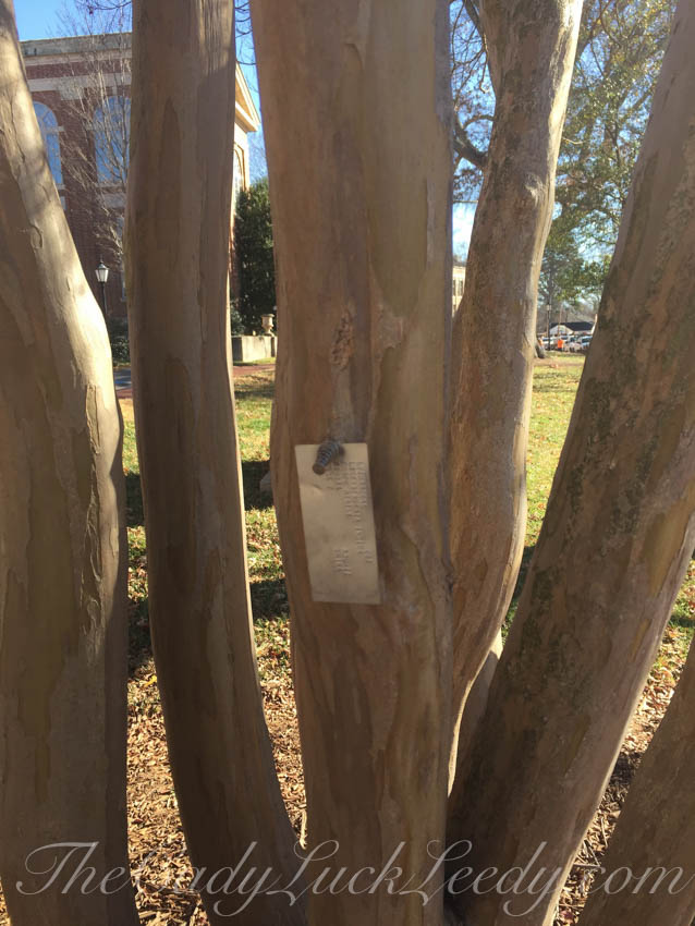 Tagged Crepe Myrtle 